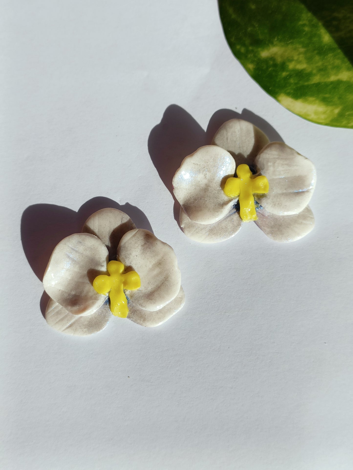 Orchidea Lobo Bianco Blu